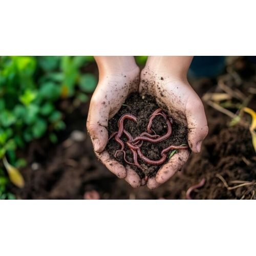 Red Compost Earthworms