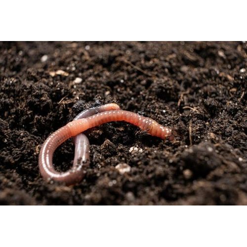 Vermicompost Culture Earthworms