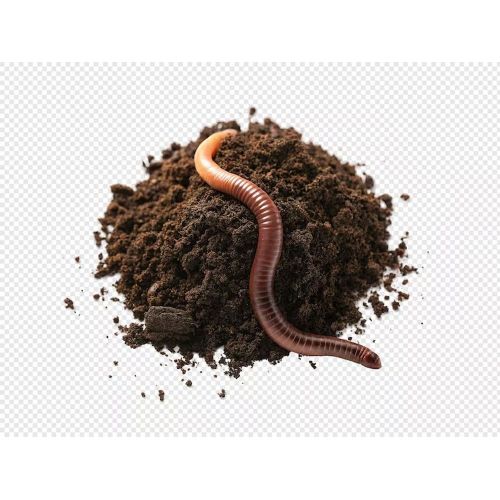 Vermiculture Earthworms