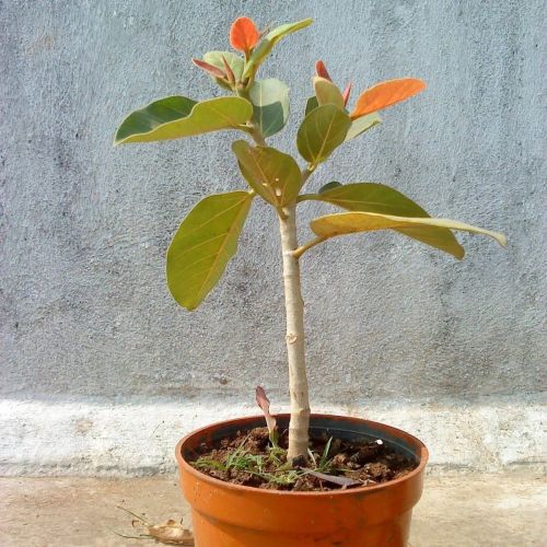 Banyan Tree Plant