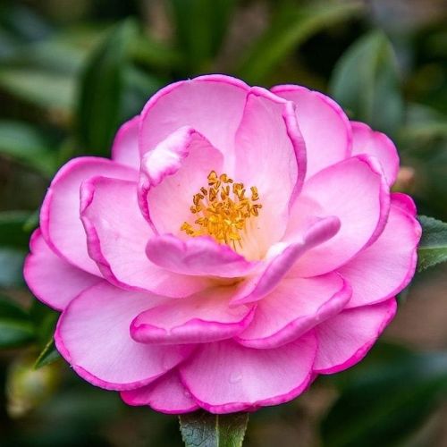 Camellia Flower