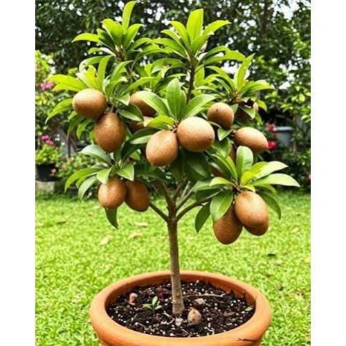 Chiku Plant