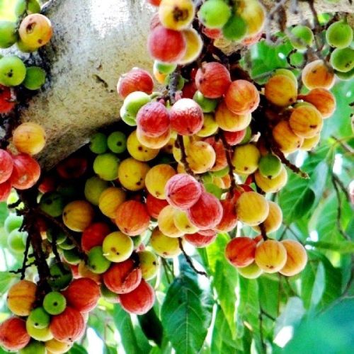 Fresh Cluster Figs