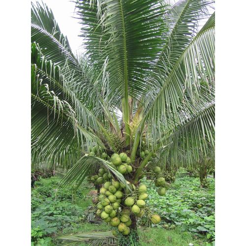 Coconut Plants