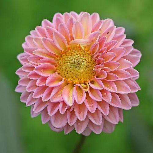 Dahlia Flower