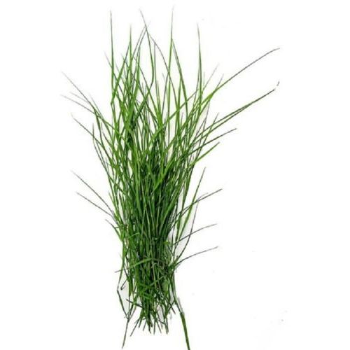 Durva Grass