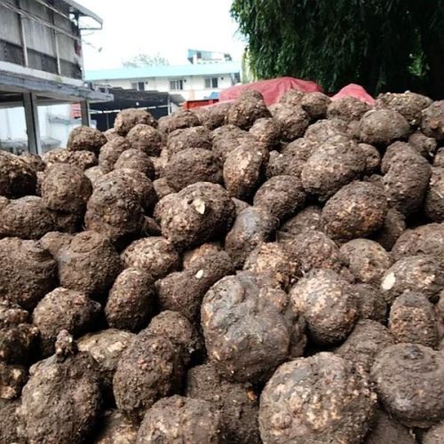 Elephant Yam