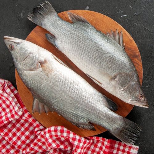 Fresh Frozen Vetki Fish