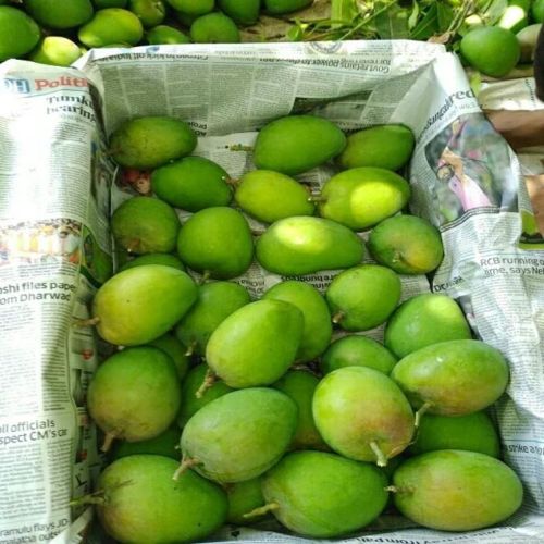 Fresh Green Mango