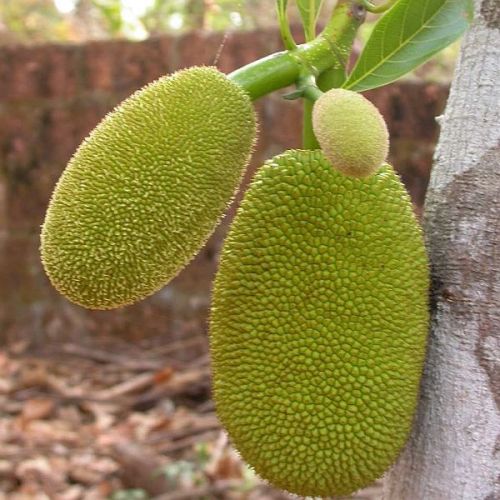 Fresh Jackfruit