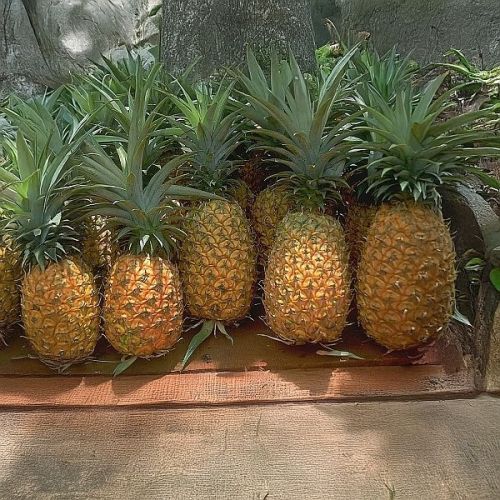 Fresh Pineapple