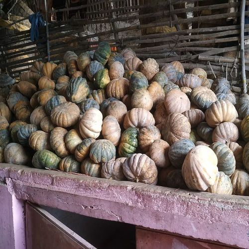 Fresh Pumpkin