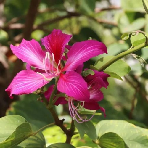 Kanchan Flower