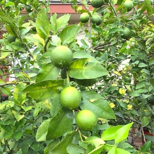 Lime Plant