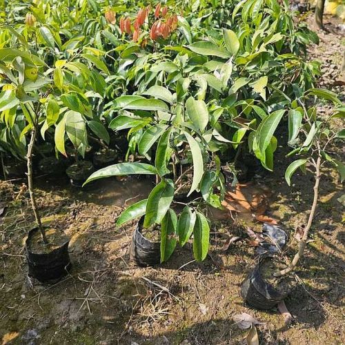 Litchi Plants