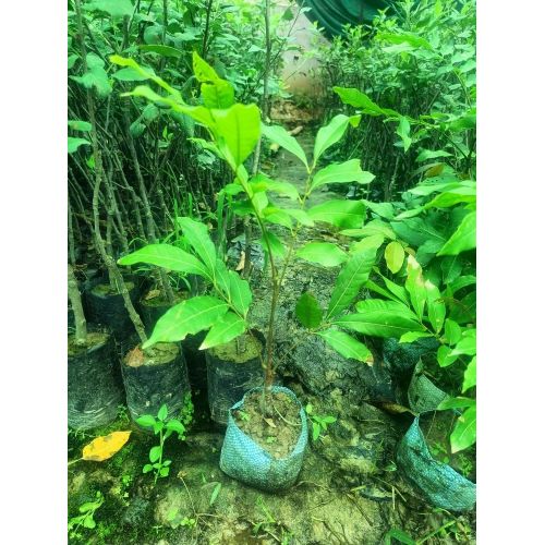Longan Fruit Plant