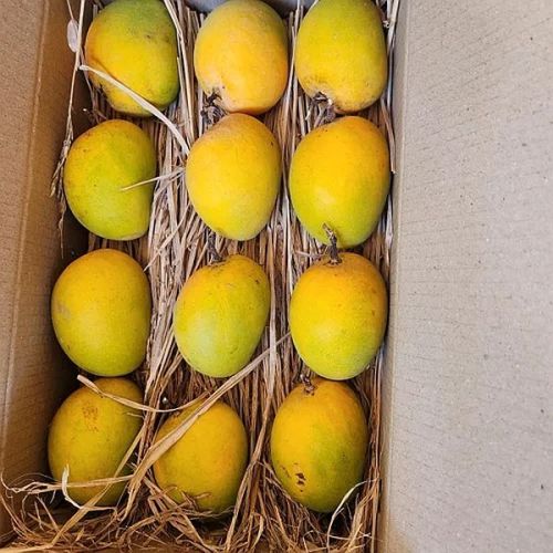Fresh Mangoes
