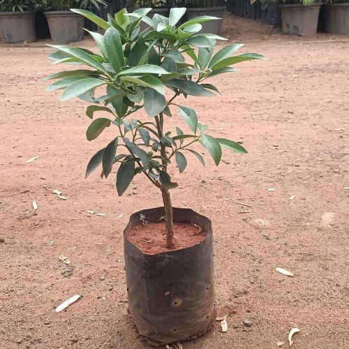Mosambi Plant