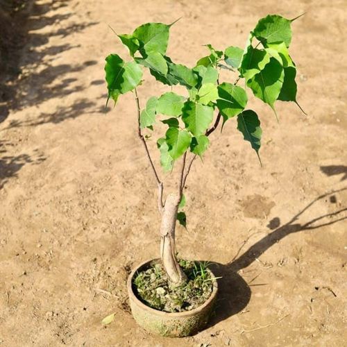 Peepal Tree Plant