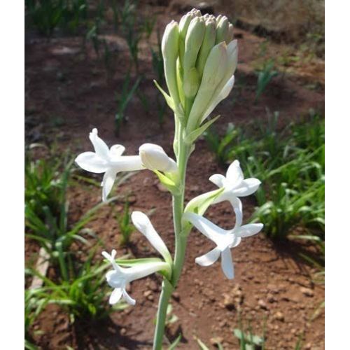 Tuberose