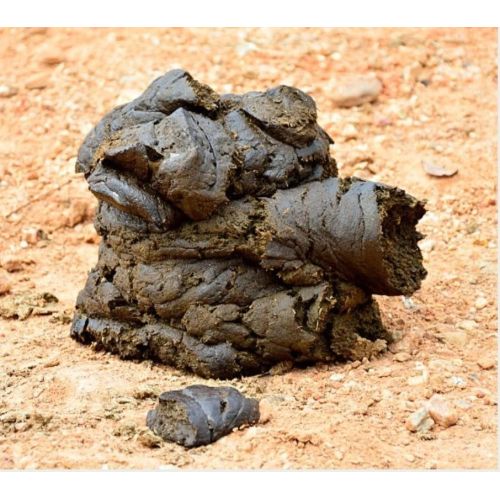 Fresh Wet Cow Dung