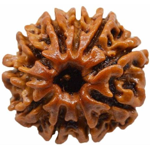 10 Mukhi Rudraksha Bead
