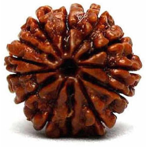 12 Mukhi Rudraksha Bead