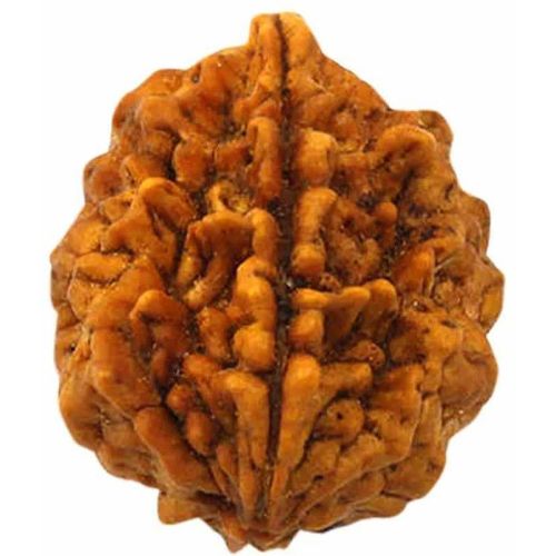 2 Mukhi Rudraksha Bead