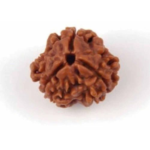 3 Mukhi Rudraksha Bead