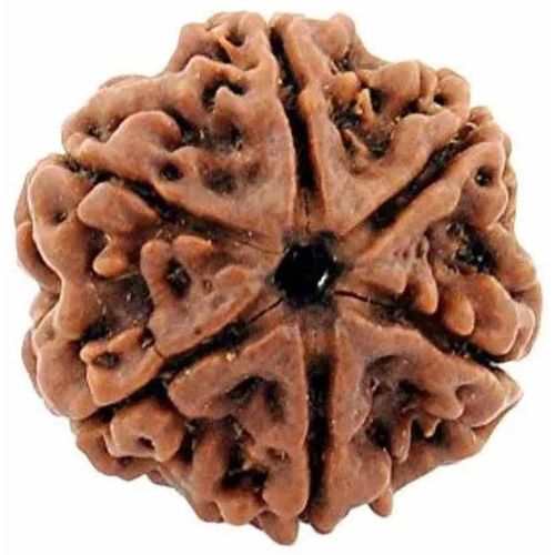 6 Mukhi Rudraksha Bead
