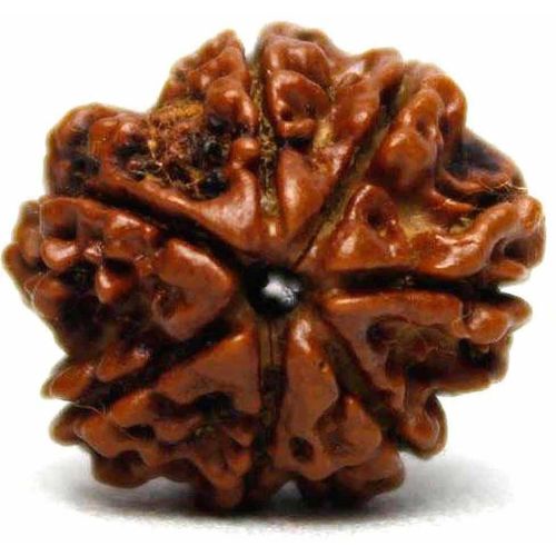 7 Mukhi Rudraksha Bead
