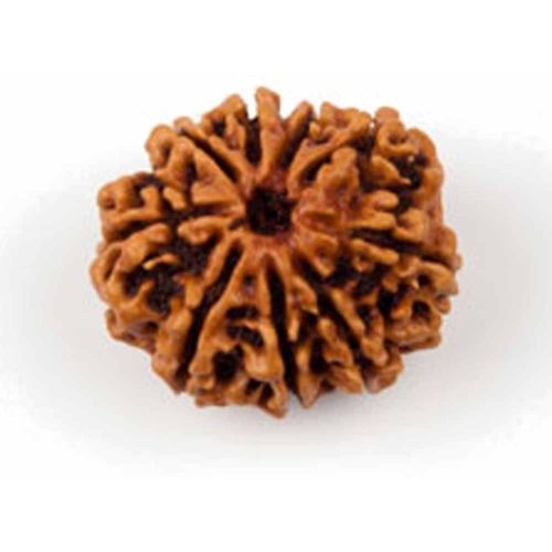 9 Mukhi Rudraksha Bead