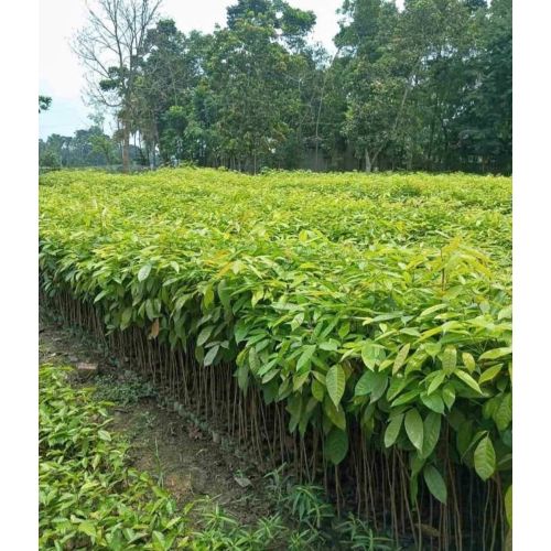 African Red Mahagony Plant