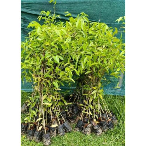 Agarwood Plant