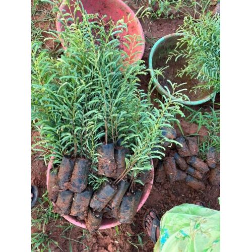 Amla Fruit Plant