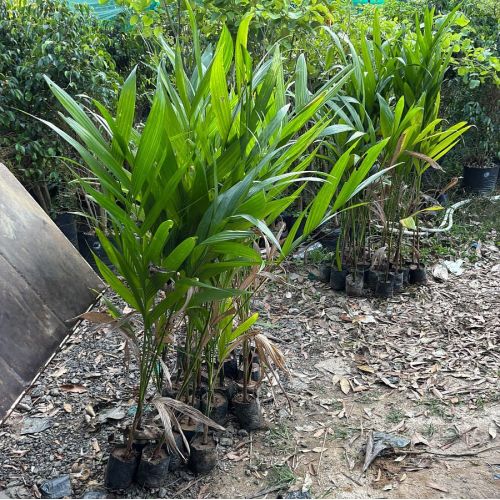 Nut Plants