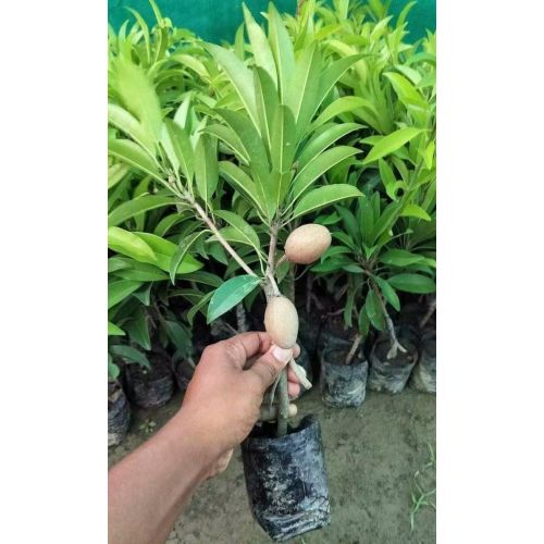 Chiku Plant
