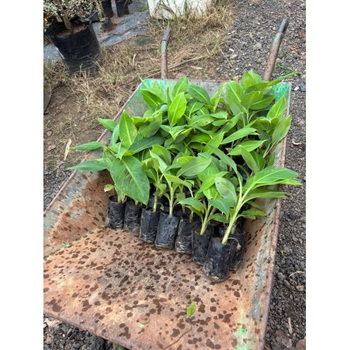 Fruit Plants