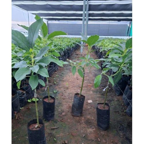 Hass Avocado Plant