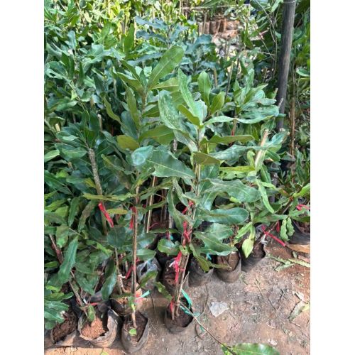Macadamia Nut Plant Grafted
