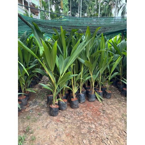 Malaysian Coconut Plant