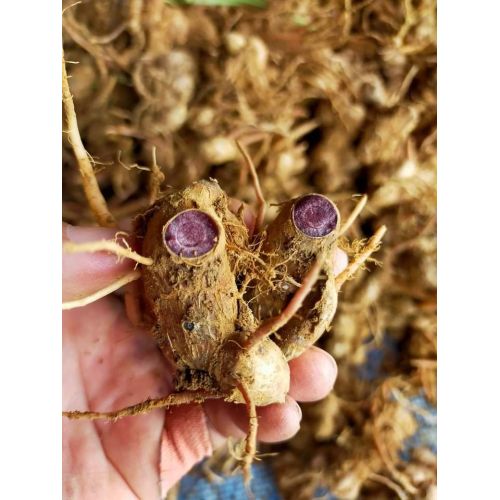 Raw Black Ginger