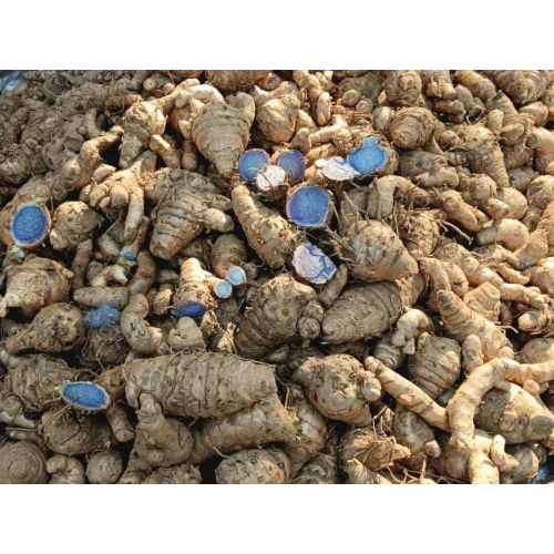 Raw Black Turmeric
