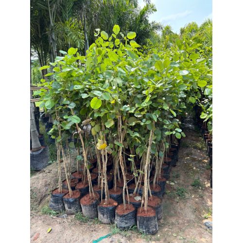 Red Sandalwood Plant