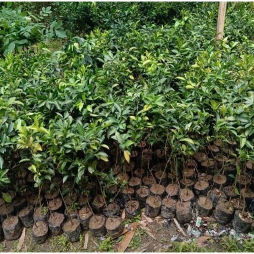 Sweet Orange Grafted Plant