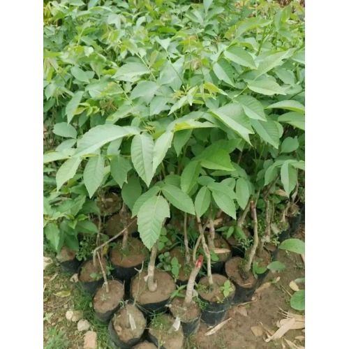 Walnut Grafted Plant