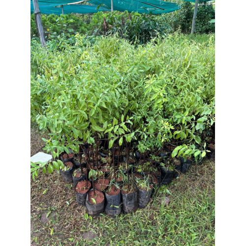 White Sandalwood Plant