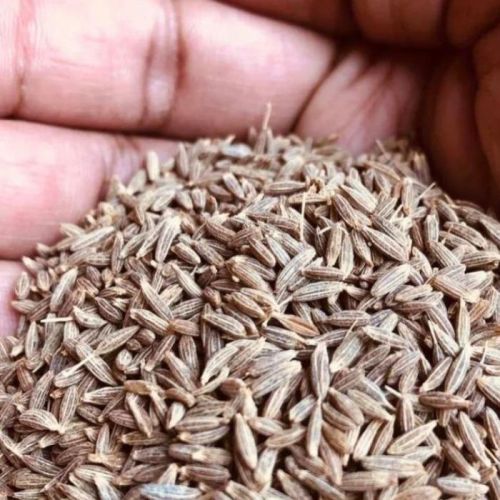 Premium Grade Cumin Seeds