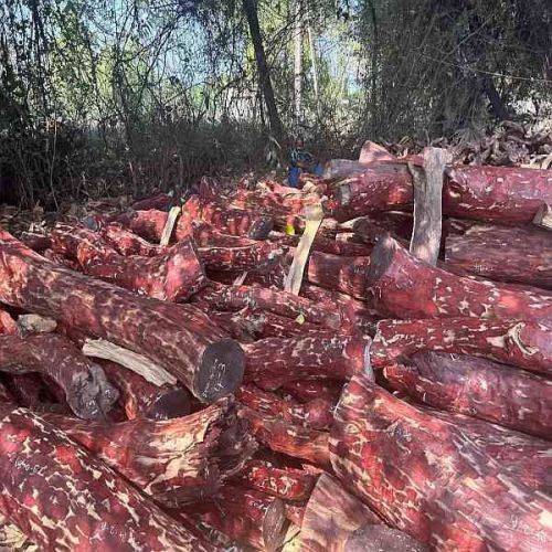 A Grade Red Sandalwood Logs
