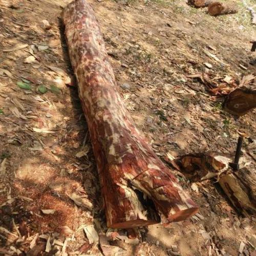Sustainable Red Sandalwood Logs